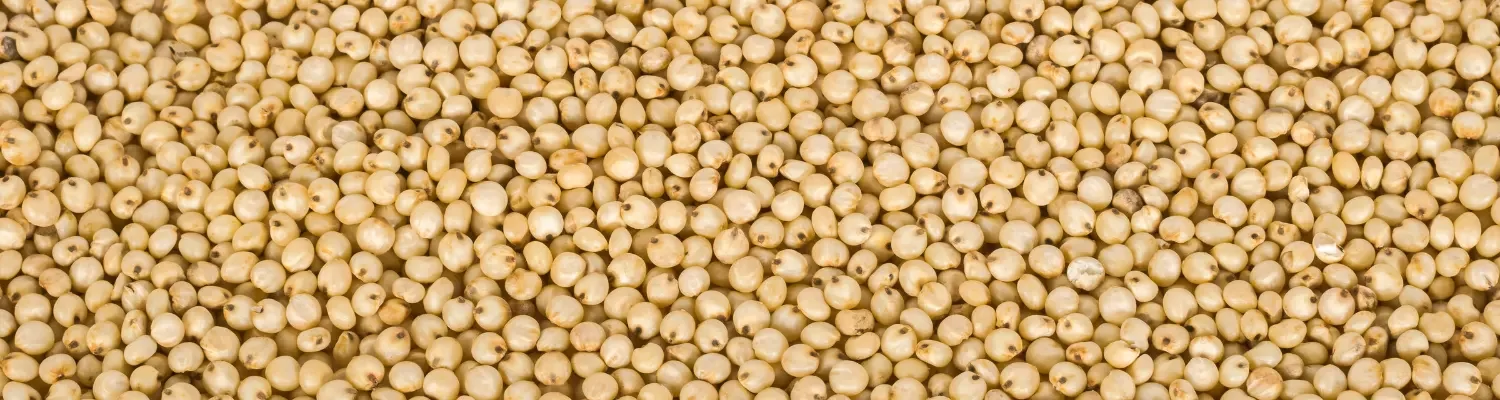 Kodo Millet--02