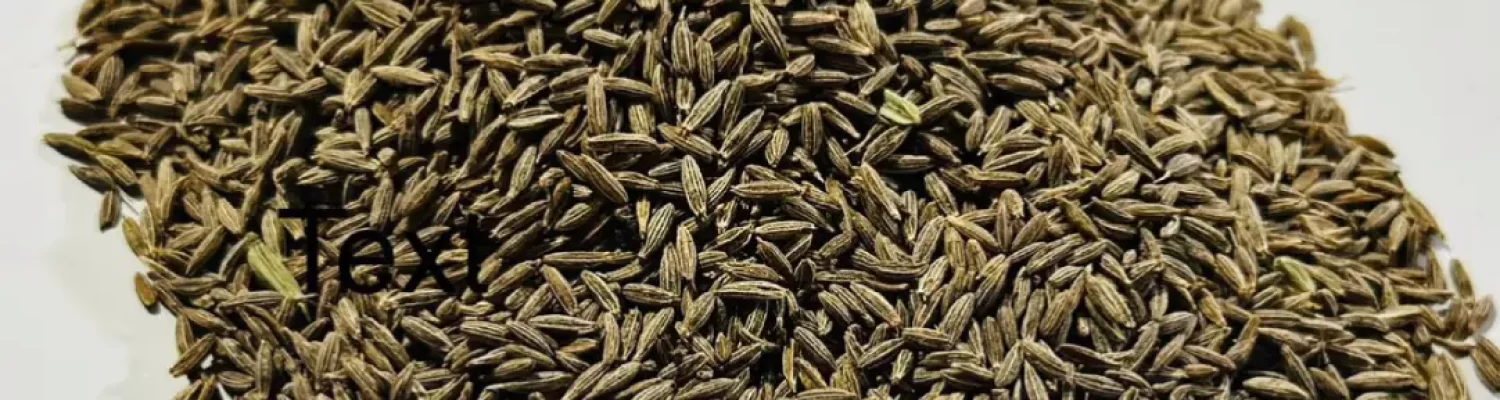 cummin seeds