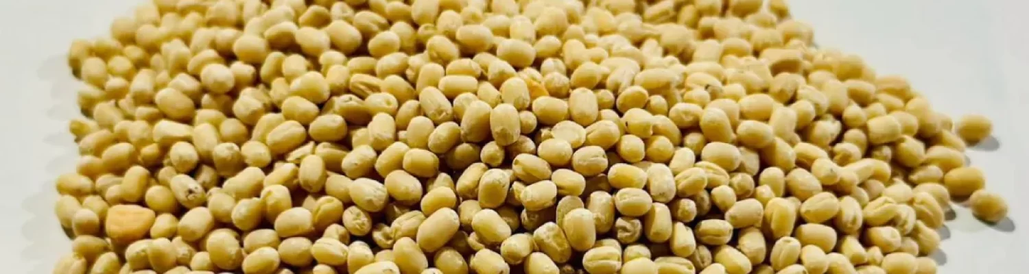 urad dal (gota)